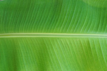 Blurred image of banana leaf as a background, Abstract leaves texture, Natural green wallpaper concept, Space for text in template, Ecological Concept