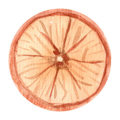 Watercolor dry orange dried. Hand drawn summer illustration. Design for fabric, packaging, textile, cover