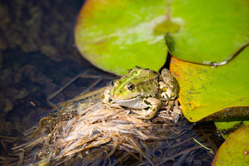 Frosch im Teich, Seerose