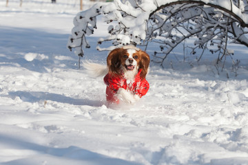 Christmas dog in winter running through the snow field