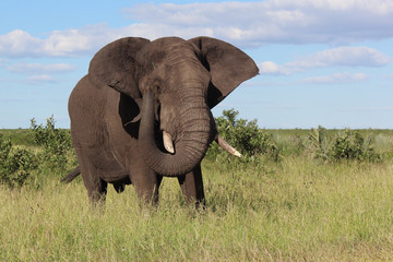 Afrikanischer Elefant / African elephant / Loxodonta africana