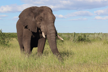 Fototapeta premium Słoń afrykański / Słoń afrykański / Loxodonta africana