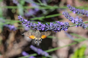 Taubenschwänzchen (macroglossum stellatarum) saugt Nektar aus einer Lavendelblüte