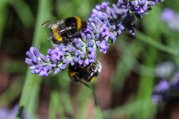 Zwei Hummeln beim Bestäuben einer Lavendel Blüte © Reiner