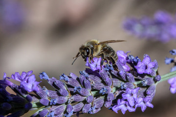 Biene beim Bestäuben einer Lavendel Blüte © Reiner
