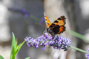 Schmetterling kleiner Fuchs (aglais urticae) auf einer Lavendelblüte