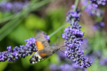 Taubenschwänzchen (macroglossum stellatarum) saugt Nektar aus einer Lavendelblüte