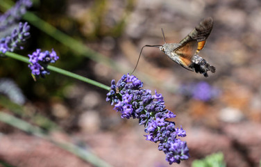 Taubenschwänzchen (macroglossum stellatarum) saugt Nektar aus einer Lavendelblüte