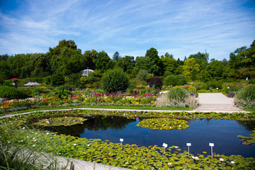 landscaped pond with water lilies in the botanical garden