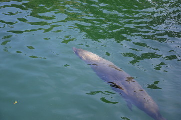 Fototapeta premium Harbor seal (Phoca vitulina)