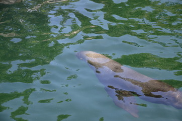 Harbor seal (Phoca vitulina)