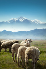 Schmutzige Schafe grasen vor dem schneebedeckten hohen Bozdag-Berg und eines der Schafe schaut auf die Kamera Izmir Türkei