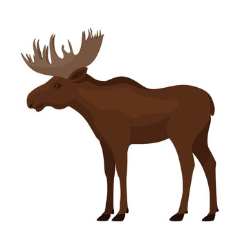 Standing single brown moose with big horns