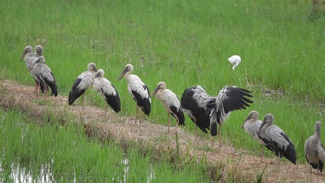 Asian Openbill Scientific name: Anastomus oscitans held in the family Stork (Ciconiidae) is a small bird in this family.
