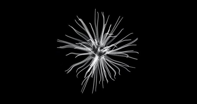 Hologram screen 3d of a neuron cell- loop