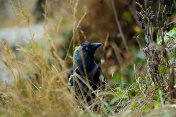 Primo piano del corvo