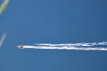 schwimende Ringelnatter (Natrix natrix persa) im Prespa-See, Griechenland - swimming Grass snake in...
