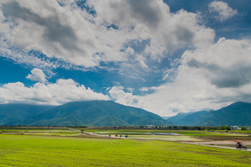Many tourists ride electric tricycles on the field roads.Landscape View Of Beautiful Rice Fields At Brown Avenue, Chishang, Taitung, Taiwan