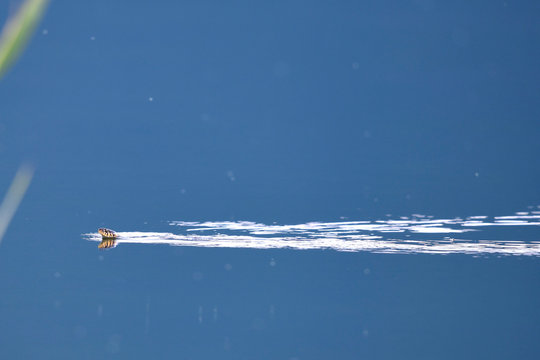 schwimende Ringelnatter (Natrix natrix persa) im Prespa-See, Griechenland - swimming Grass snake in Prespa lake, Greece