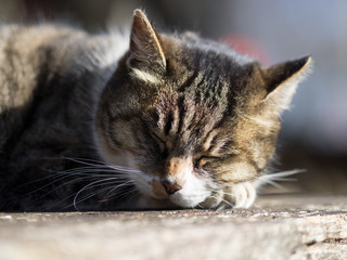 野良猫