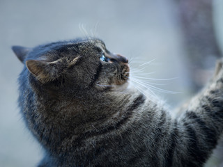 野良猫