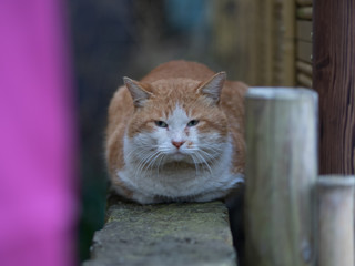 野良猫