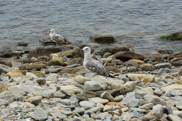 Obraz premium sea gulls on the stone pebble beach