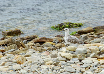 Obraz premium sea gulls on the stone pebble beach