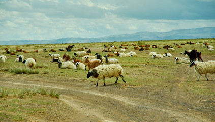 Mongolian pastures in the area Zavkhan Rive