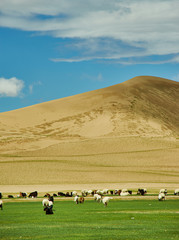 Obraz premium Sands Mongol Els