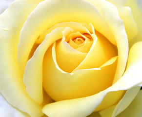 Yellow rose bright color