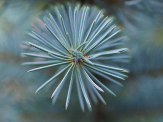 Twisted in a circle of blue pine needles close-up. Original abstract background for design and decoration Wallpaper