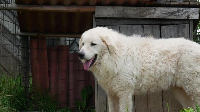 Adult male hungarian shepherd Kuvasz looking a place to lye down on a hot summer day.