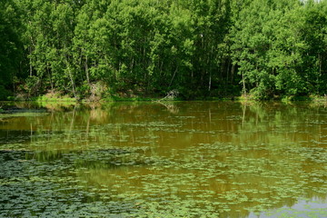 The shore of the swamp. Green pond. Water plants sucked swamp. The thick deciduous forest.