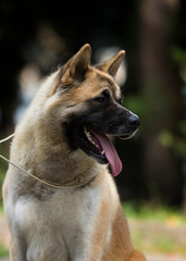 portrait of an American Akita dog on grass background