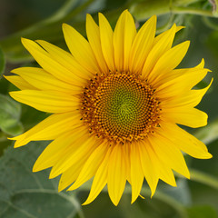 Young sunflower flower close up, soft focus