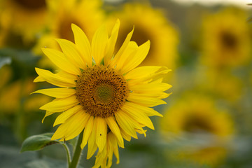 Young sunflower flower close up, soft focus