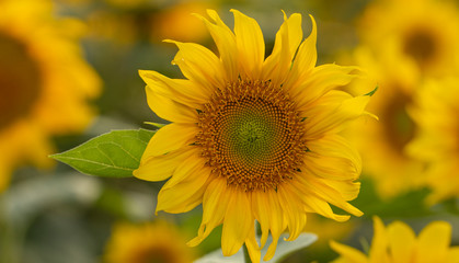 Young sunflower flower close up, soft focus