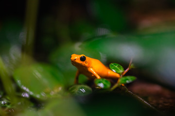 Red striped poison dart frog , ranitomeya amazonica. A poisonous small rainforest animal living in the Amazon rain forest in Peru.