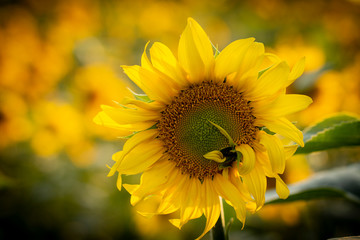 Young sunflower flower close up, soft focus