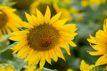 Young sunflower flower close up, soft focus