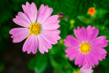 Obraz premium pink flowers in the garden