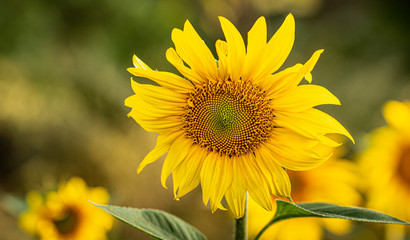 Fototapeta premium Young sunflower flower close up, soft focus