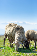 Sheeps are grazing front of Snowy high Bozdag mountain Izmir Turkey