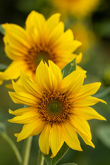 Young sunflower flower close up, soft focus