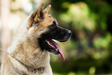 portrait of an American Akita dog on grass background