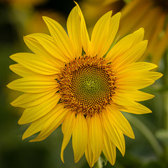Naklejka premium Young sunflower flower close up, soft focus
