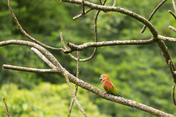Scarlet Macaw profile while standing on tree branch