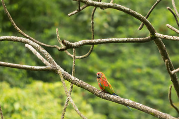 Scarlet Macaw profile while standing on tree branch