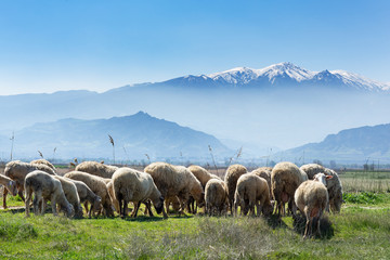 Sheeps are grazing front of Snowy high Bozdag mountain Izmir Turkey